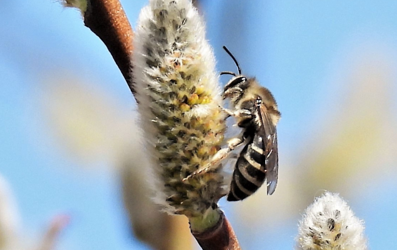 /explore/calendar/2025/04/13/mentor-marsh-guided-nature-hike-whats-the-buzz-on-native-bees