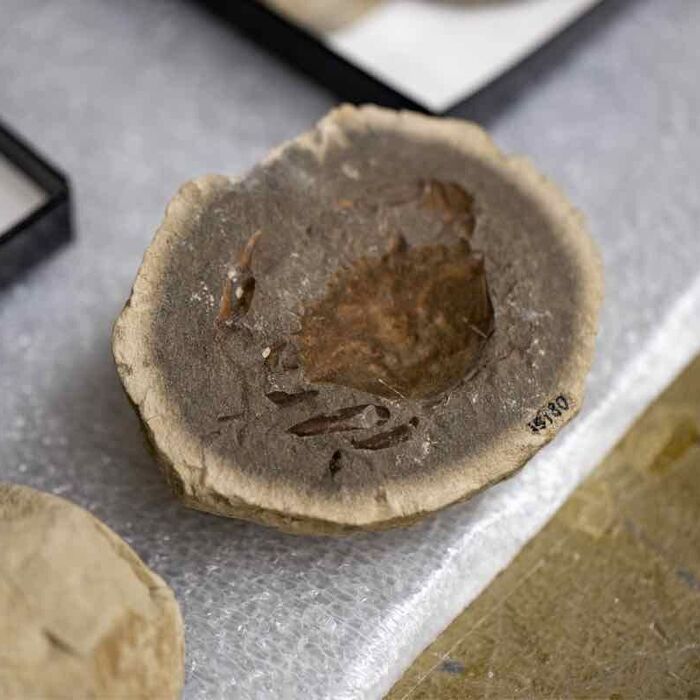 exploring-fossils