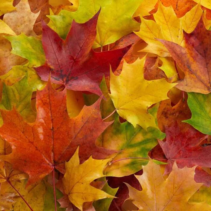 reasons-for-the-seasons