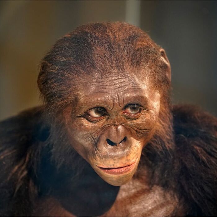 human-evolution