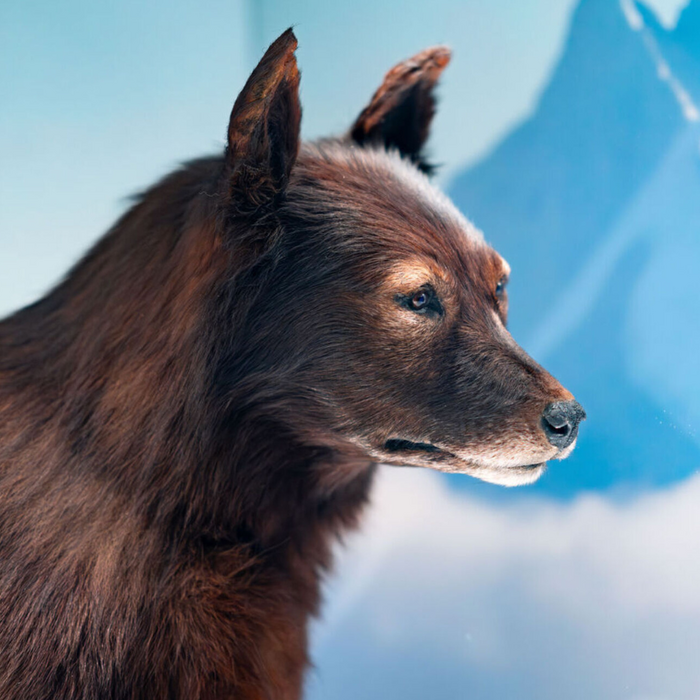 balto-the-serum-run