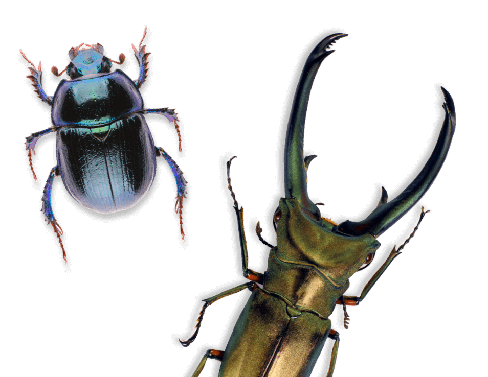 bugs
