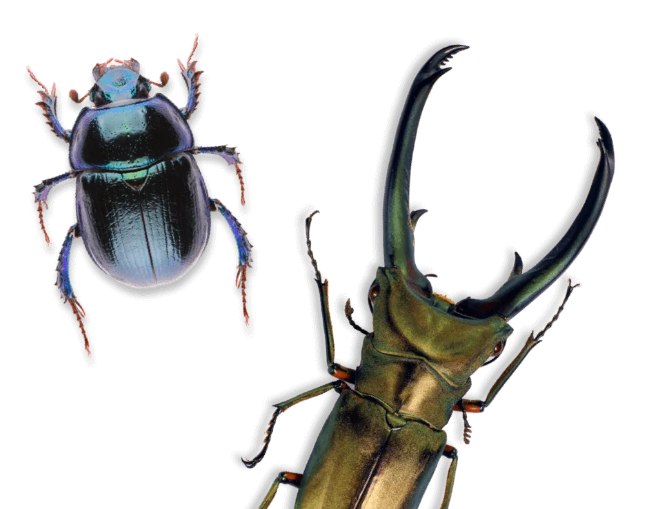 bugs